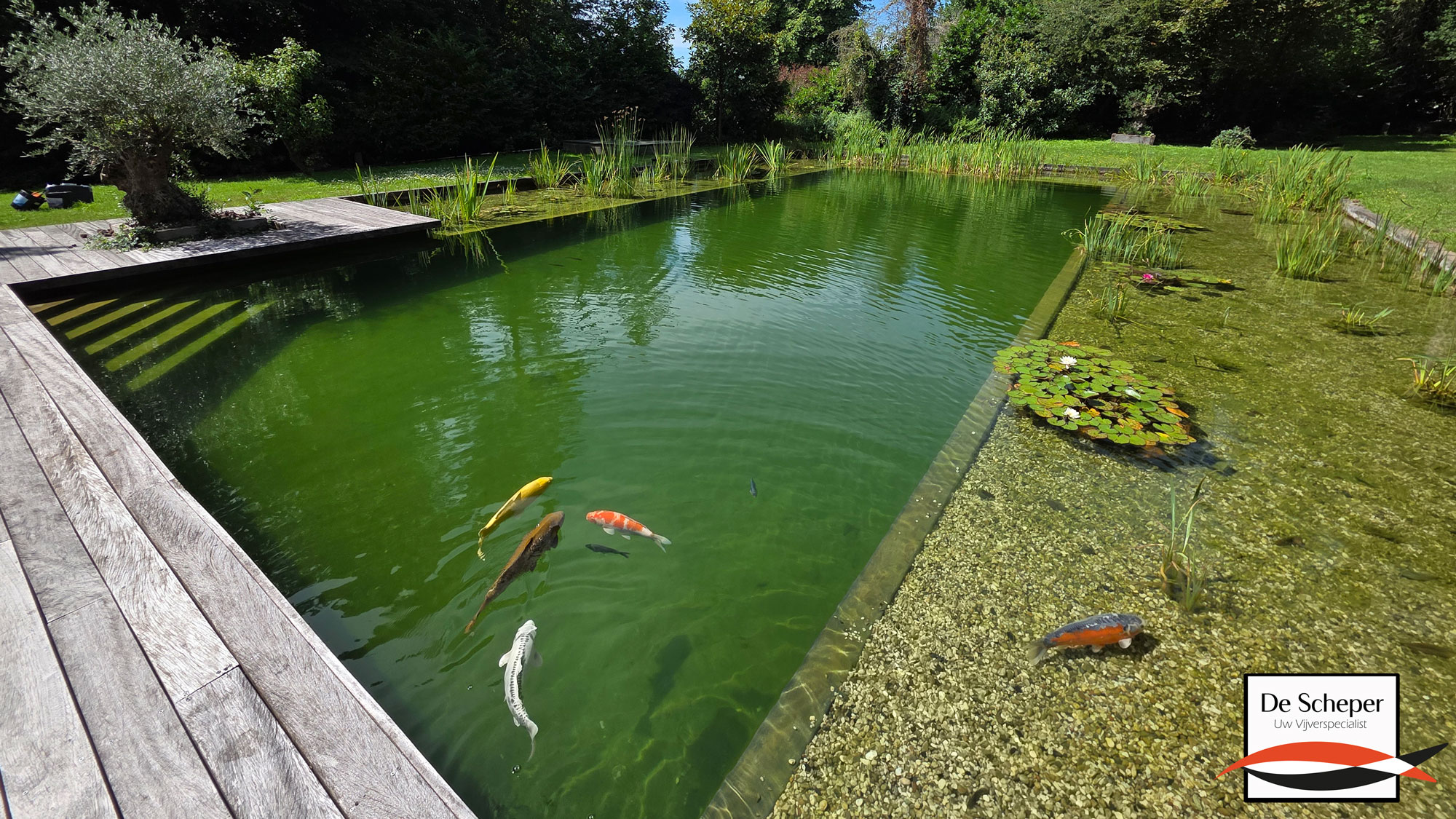 Zwemvijver Project Natuurlijk Zwembad Professioneel aangelegde zwemvijver onder de naam Natuurlijk Zwembad, met helder water en duurzame filtering.